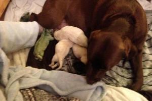 В Британии самка лабрадора родила щенка с зеленой шерстью