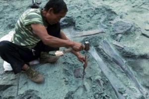 Китайские ученые сделали удивительную находку: обнаружены останки беременной древней рептилии