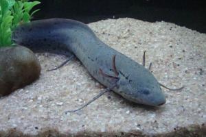 В Западной Африке обитает удивительная рыба, которая может жить под землей