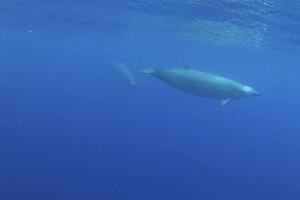 Ученым впервые удалось снять на видео редких китов, занесенных в Красную книгу