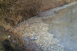 В Ясиноватой массовые отравления, в городе "траванули" рыбу в местном ставке - соцсети