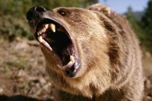 В России медведь отгрыз руку пьяному мужчине, который залез в вольер с дикими животными