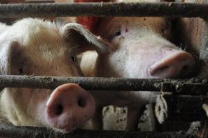 В России любовная парочка скормила свиньям убитого фермера