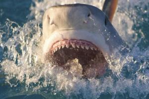 У необитаемого острова Коста-Рики акула растерзала американскую туристку