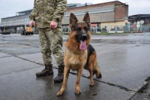 Пограничники задержали экс-полицейского "ДНР", планировавшего убежать в Германию