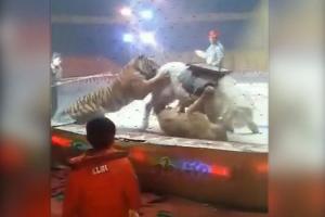 Жуткие кадры из Китая: на арене цирка тигр и львица напали на лошадь
