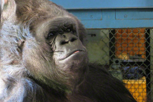 В американском зоопарке умерла 60-летняя горилла Вила