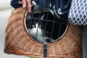 В Германии под суд попала кошка: расплачиваться пришлось ее хозяйке