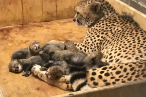 В зоопарке Сент-Луиса самка гепарда произвела на свет рекордное количество детенышей
