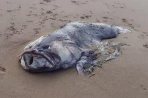 На побережье Квинсленда обнаружены останки огромной рыбы-монстра