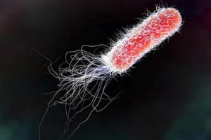 В США зараженный салат-латук стал причиной отравления около 200 человек