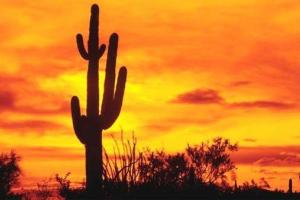 Аномальная жара: В Мексике ввели режим чрезвычайной ситуации