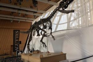 Во Франции за 2 млн евро ушел с молотка скелет ранее неизвестного динозавра