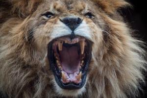 В США лев растерзал молодую сотрудницу зоопарка