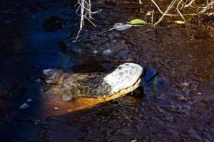 В США из-за сильных морозов в парке The Swamp Park аллигаторы вмерзли в лед