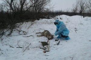 Под Бердянском волк атаковал трех человек: сильно пострадала женщина