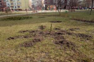 В Киеве вандалы украли из сквера сотни недавно посаженных кустов и деревьев