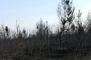 На Луганщине сильный пожар уничтожил 39 га лесных насаждений