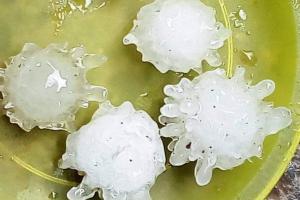 В Мексике и Китае выпал "коронавирусный" град: впечатляющие кадры