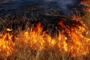 На Донбасі нацгвардійці затримали палія, який мав намір підпалити поле