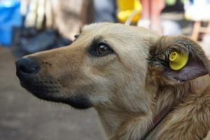 На шаг ближе к цивилизации: В Лисичанске начали стерилизовать бездомных собак