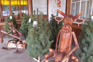 Стали известны цены на новогодние елки в Луганской области