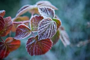 Нагрянут морозы: какой будет погода на Луганщине в ближайшие дни