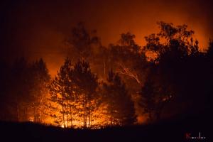 Создана онлайн карта лесных пожаров на Луганщине: масштабы пострадавших территорий впечатляют