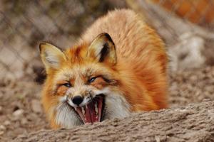 Случай бешенства вблизи Северодонецка: миф или реальность?