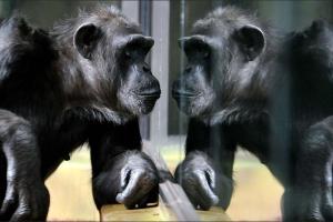 В зоопарках Чехии во время карантина устраивают видеоконференции между шимпанзе