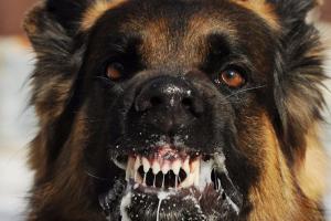 На Луганщине выявлен случай бешенства животного