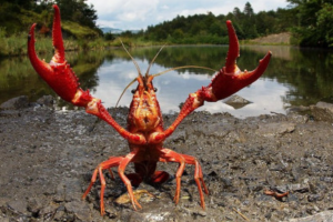 У Луганській області заборонили ловити раків у водоймах