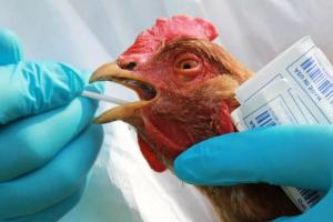 Вспышка высокопатогенного птичьего гриппа в Японии: уничтожат 130 тысяч кур