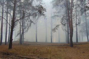 На Луганщині на час дії військового стану заборонили відвідувати ліси