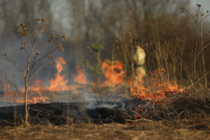 Внаслідок дій армії РФ знищено понад 26 тисяч га: як зараз виглядають ліси на Луганщині