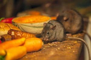 "Давайте врятуємо залишки квартир": Жителі Сєвєродонецька скаржаться, що будинки кишать мишами