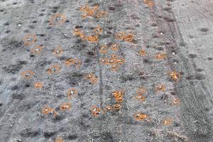 "Мясорубка": В районе Бахмута и Соледара поля и окопы заполнены трупами российских солдат