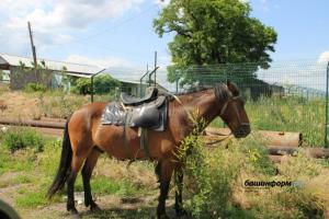 "Замість вантажівок": Російським військовим на фронт привезли коней з Башкортостану