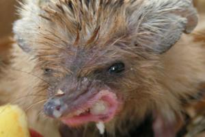 "Скажені їжачки": Мешканці окупованої Луганщини повідомляють про нове лихо