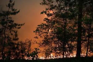 У двох районах окупованої Луганщини введено режим НС через лісові пожежі