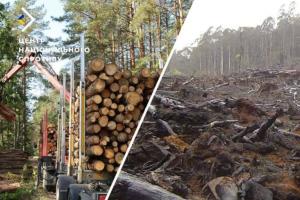 На Донбасі окупанти масово вирубують ліси - ЦНС