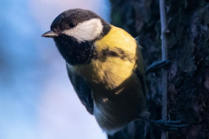 прогноз погоды по Украине