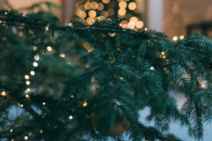 В Северодонецке установили новогоднюю елку, но есть нюансы. елка в Северодонецке