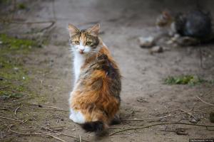 бездомные животные в Северодонецке