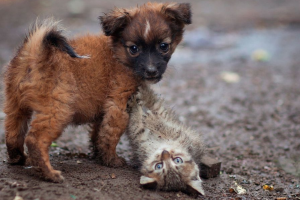 бездомные животные