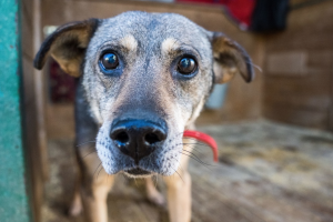 бездомные животные