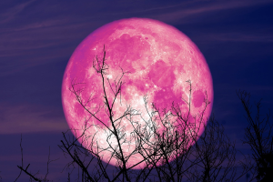Розовая Луна