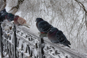 прогноз погоды по Украине