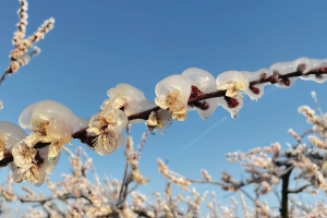 похолодання у квітні