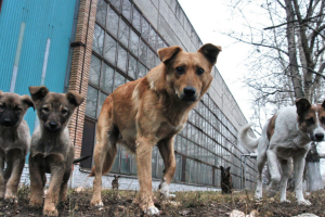 бездомні собаки